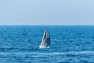 North Pacific right whale (Eubalaena japonica).