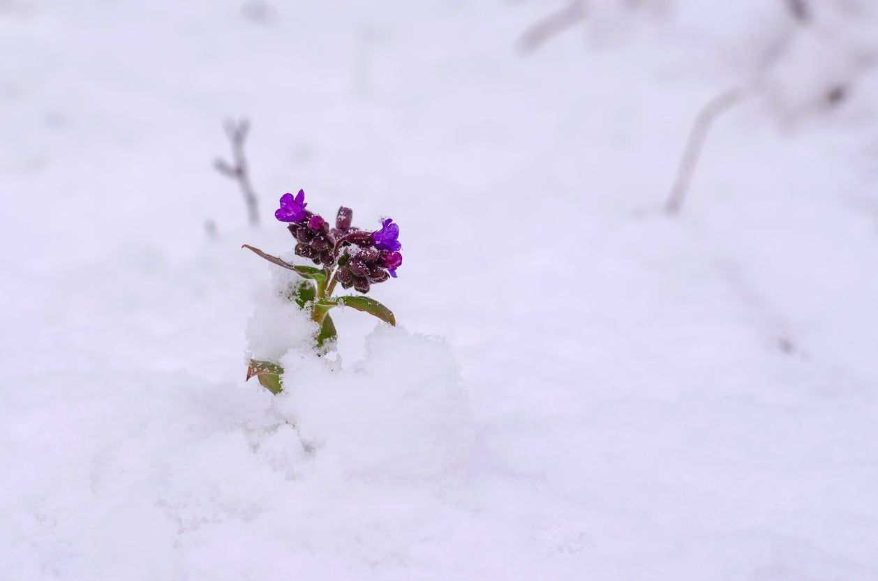 lungwort