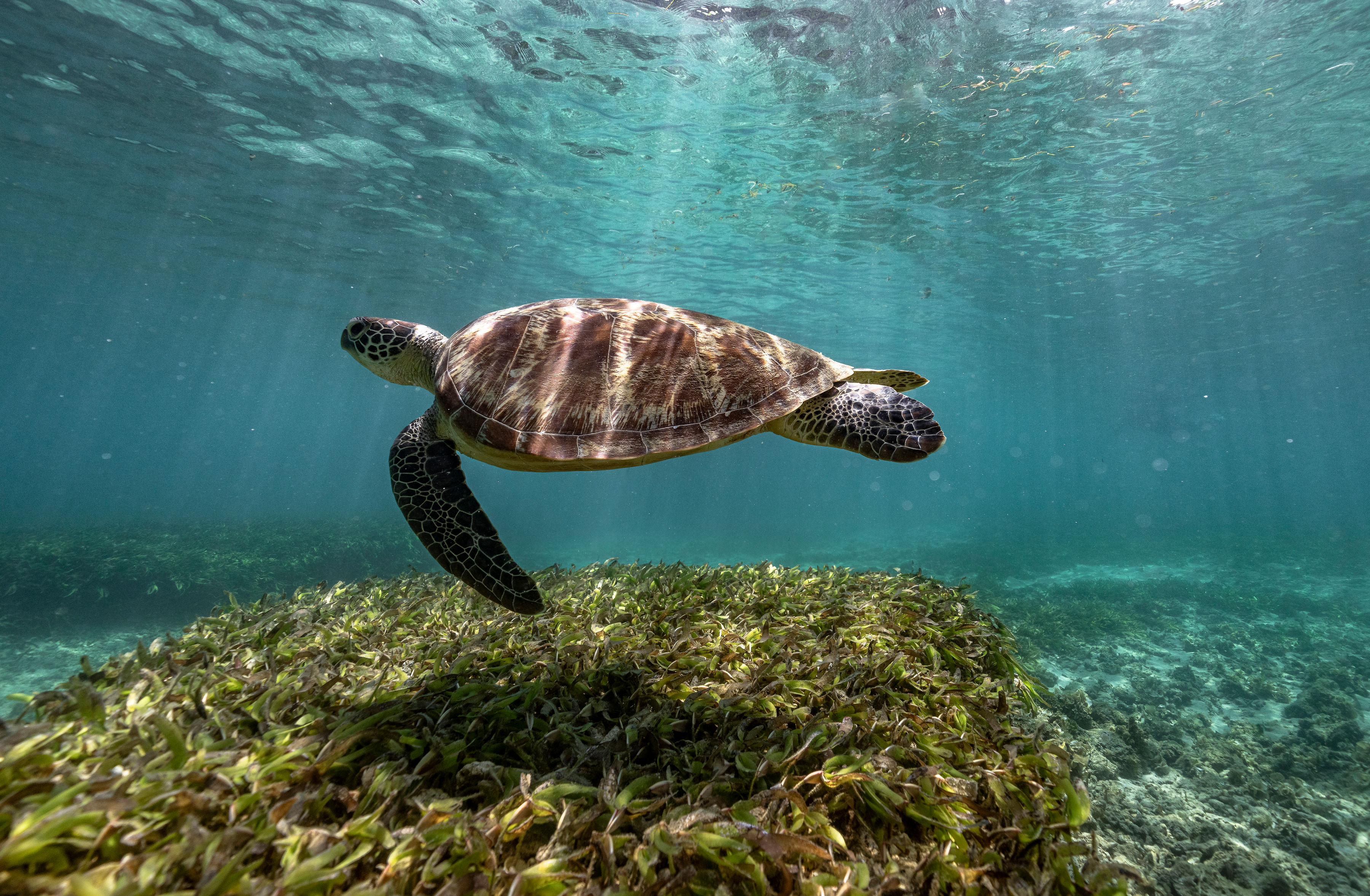 Time + Tide Tsara Komba