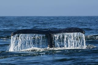 A humpback whale tail is visible above the surface of Monterey Bay in California