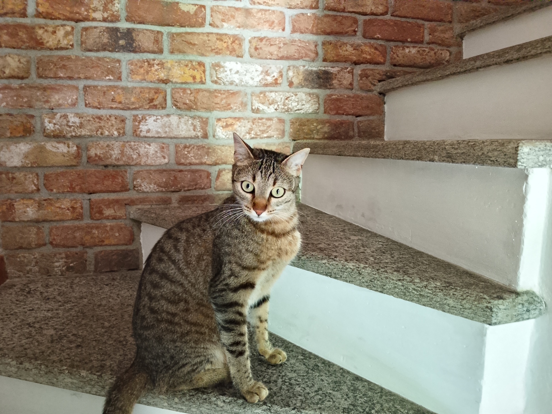 realme GT8 Dream Edition