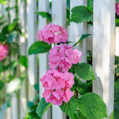 pink hydrangea coming through white picket fence