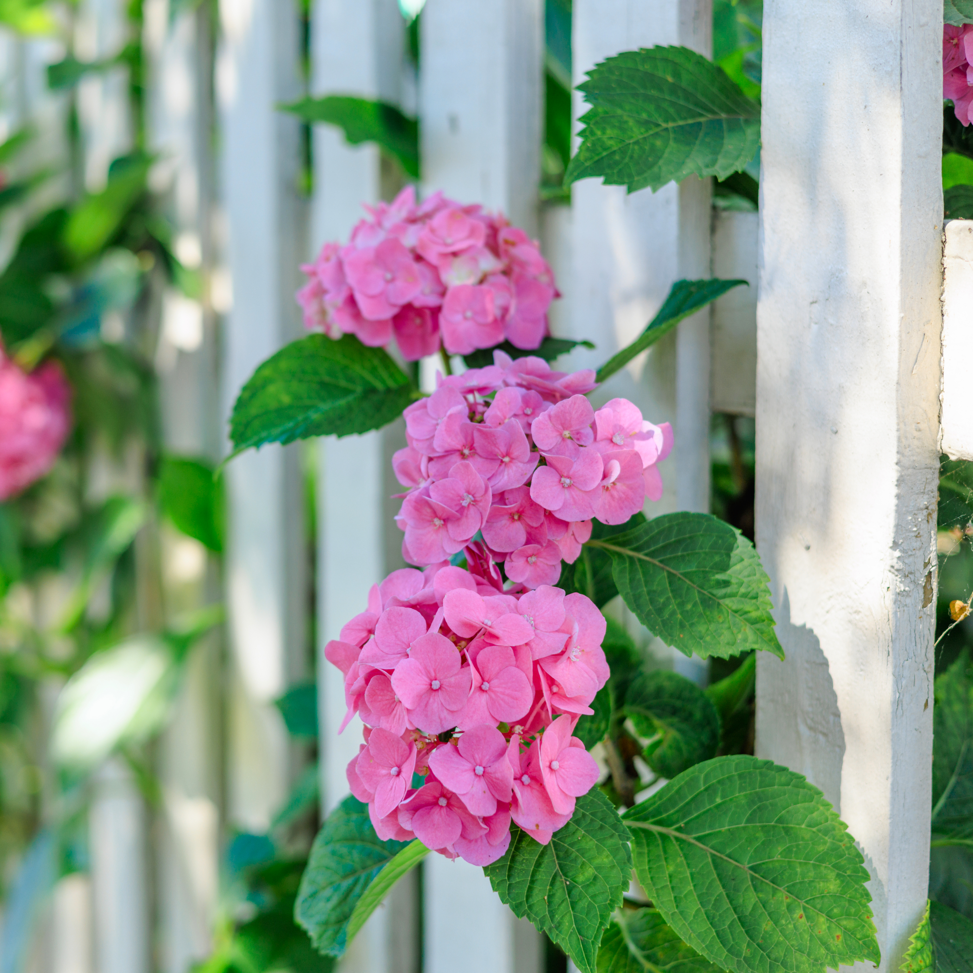 pink hydrangea coming through white picket fence