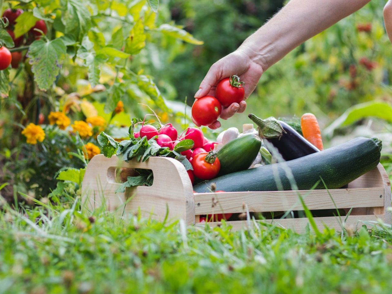 Hand Picking Vegetables From Garden