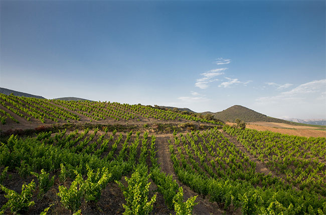 Mas Amiel vines in Maury