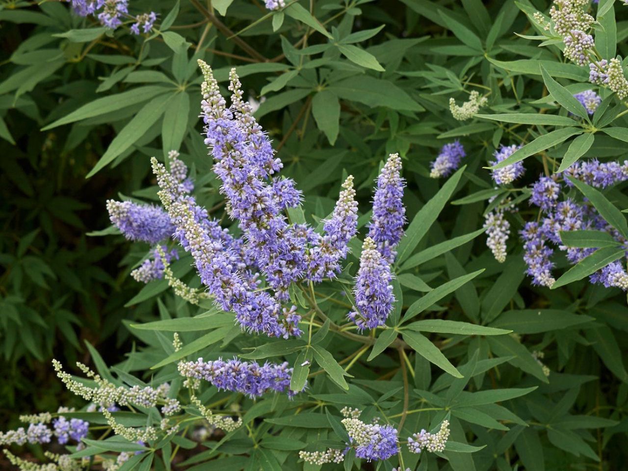 Purple And White Flowered Chaste Tree