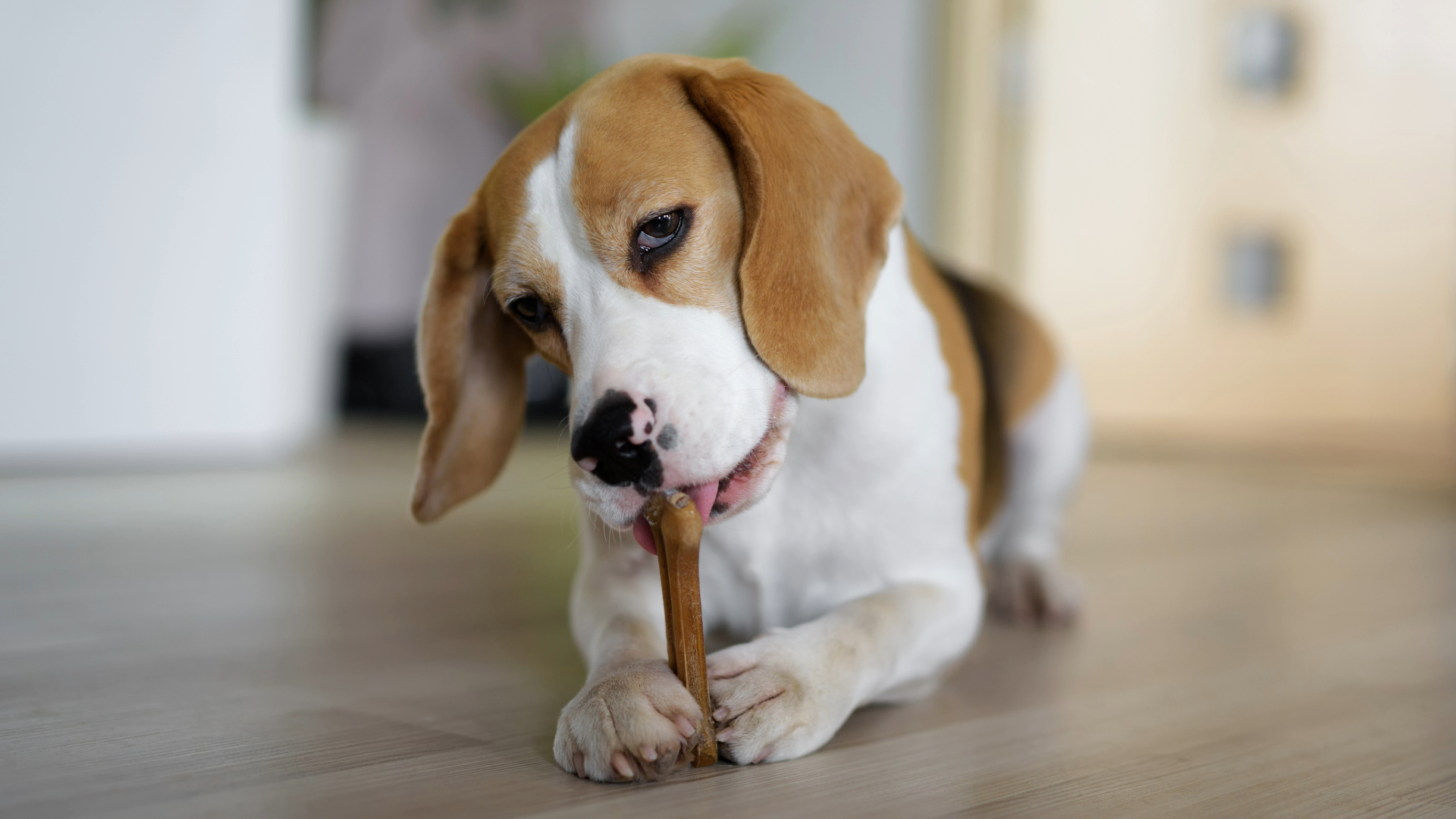 Beagle chewing on a yak chew between its paws