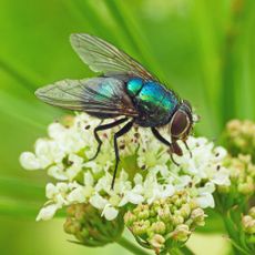 Housefly on flower