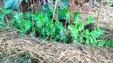 Straw mulch around pea plants in a vegetable garden