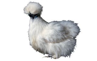 chicken breeds