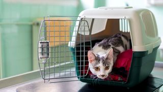 A grey and white cat looking out of a cat carrier with on open door ona vet’s table