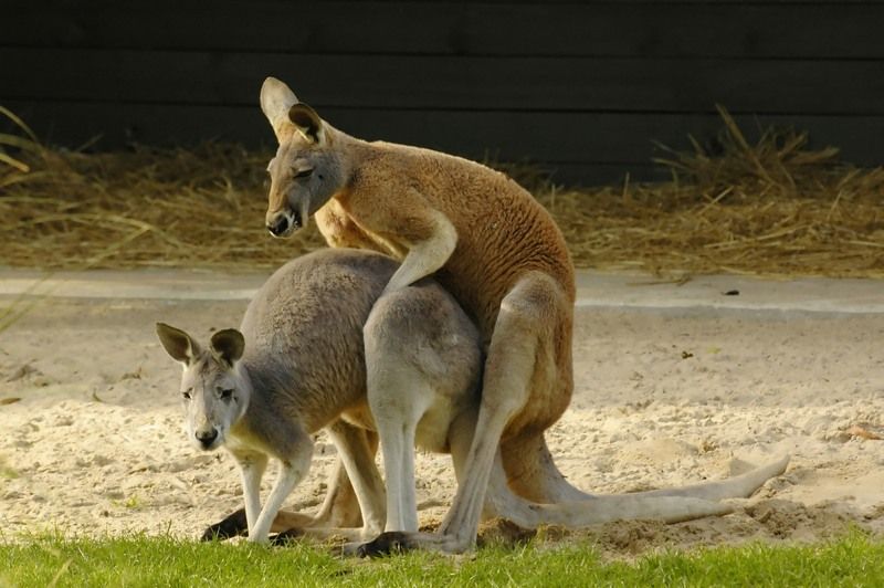 Kangaroos mating in Australia.