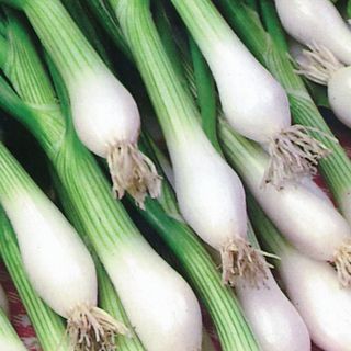 Spring Onion 'White Lisbon'
