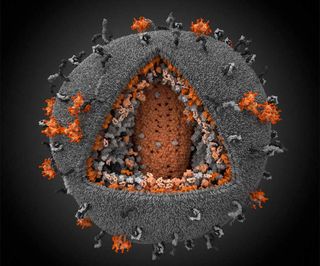 3-D illustration of HIV virus