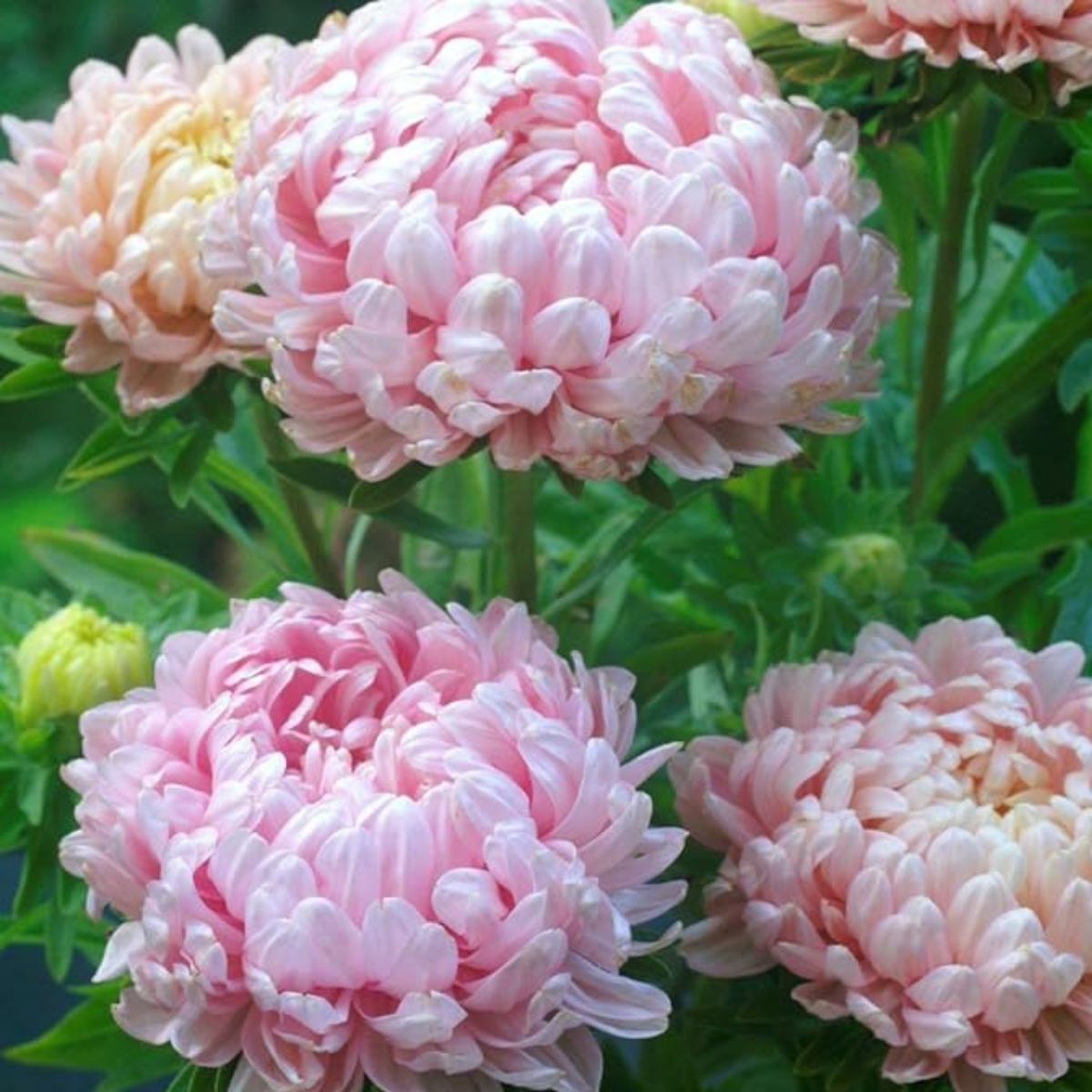 Peony aster