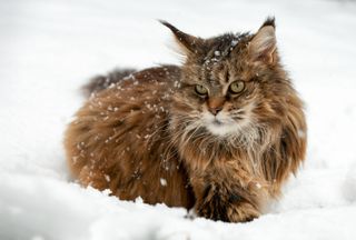 Close-up of cat on snow