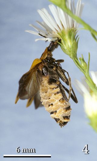 About 15 hours to 22 hours after death, the beetle's wings open, which helps spread the fungal spores to other beetles.