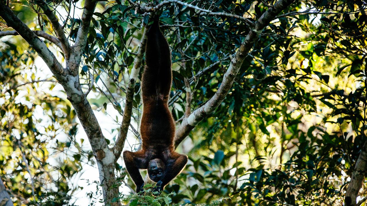 Aria Amazon, Peru cruises