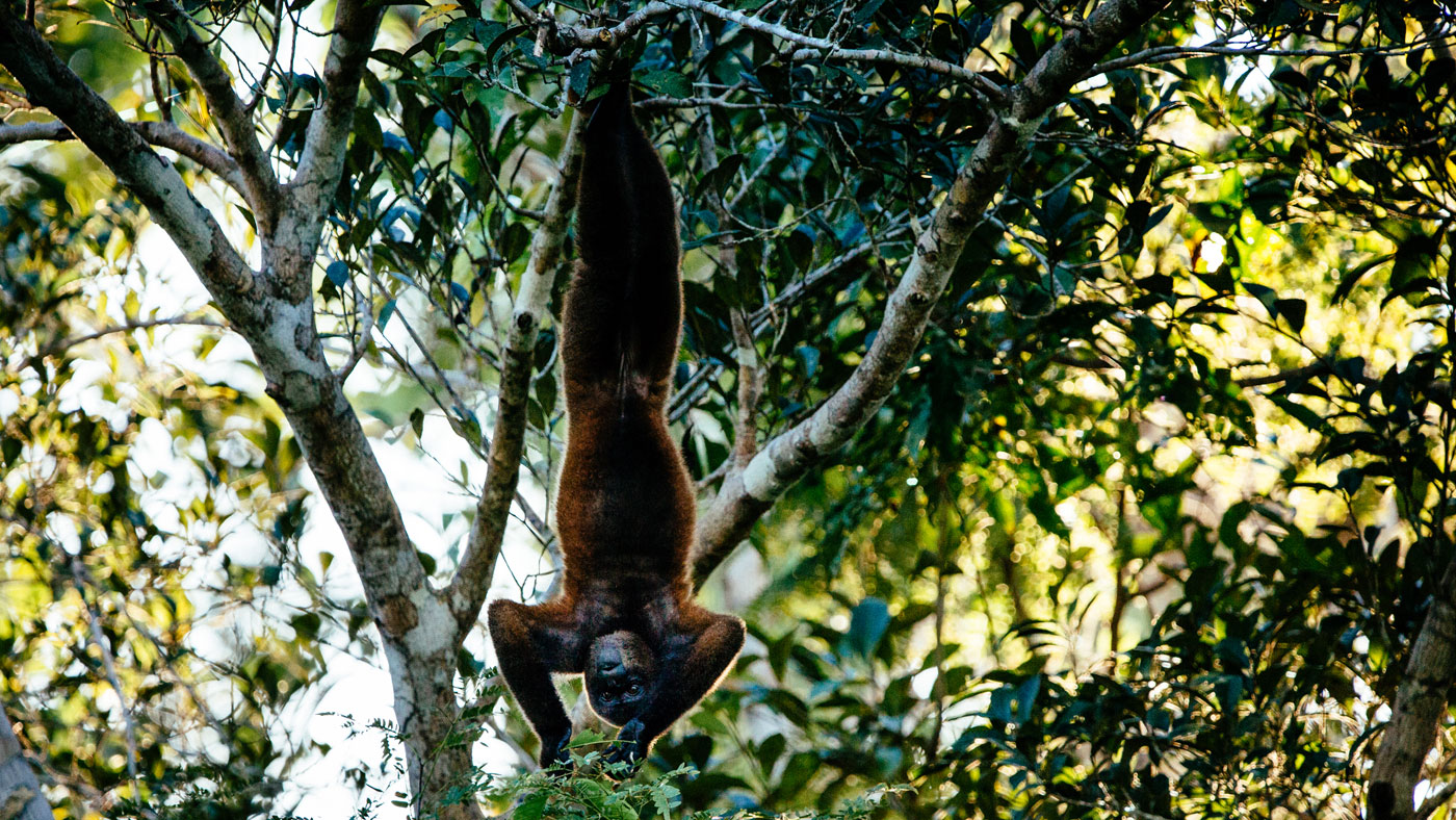 Aria Amazon, Peru cruises