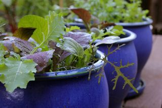 leafy greens in a pot