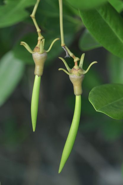 Mangrove Tree