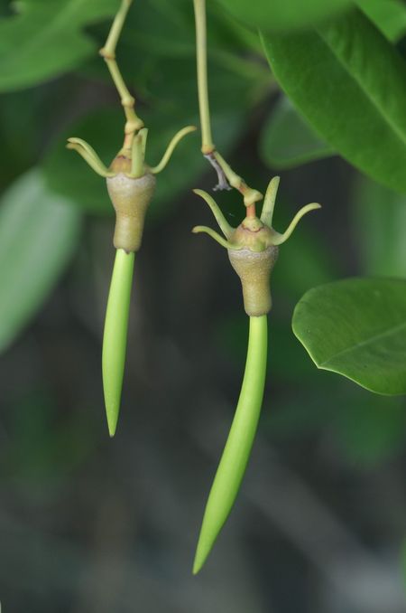 Mangrove Tree