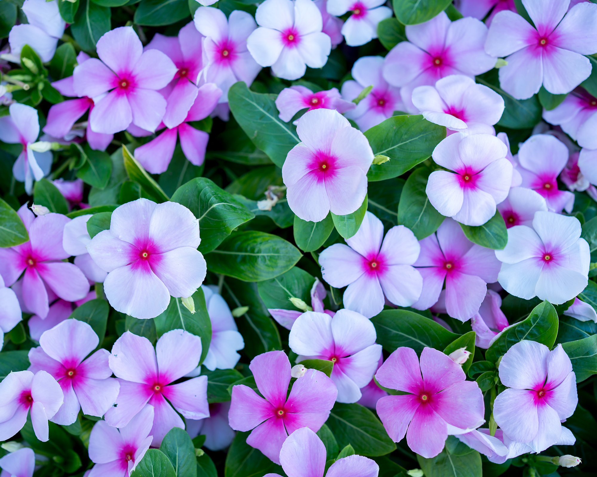 Annual vinca flowers