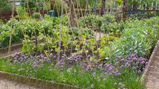 Vegetables and herbs as companion plants growing in raised beds in a vegetable garden