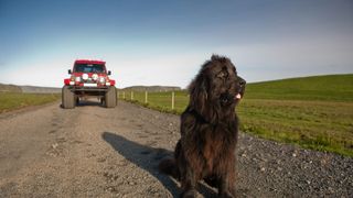 Newfoundland dog sitting in front of farm truck
