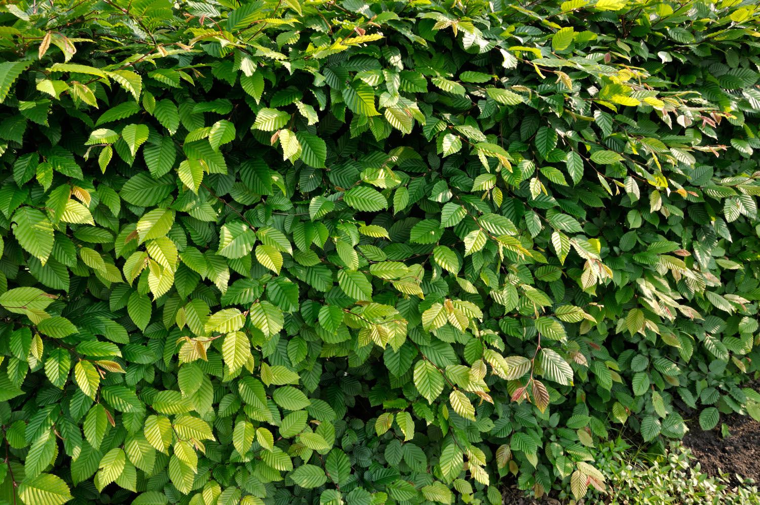 Best Trees For a Fence Line to Add Privacy to Boundaries Livingetc