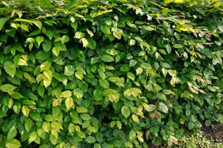 Hornbeam hedge