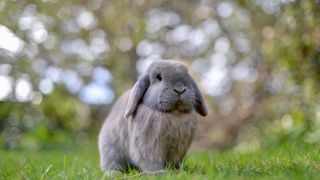 Grey rabbit