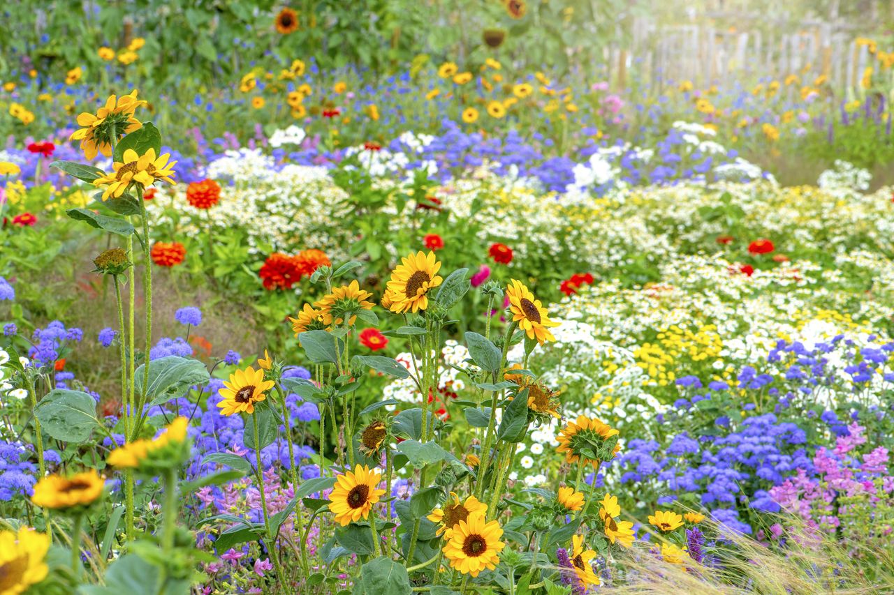 Multicolored flowers in a garden