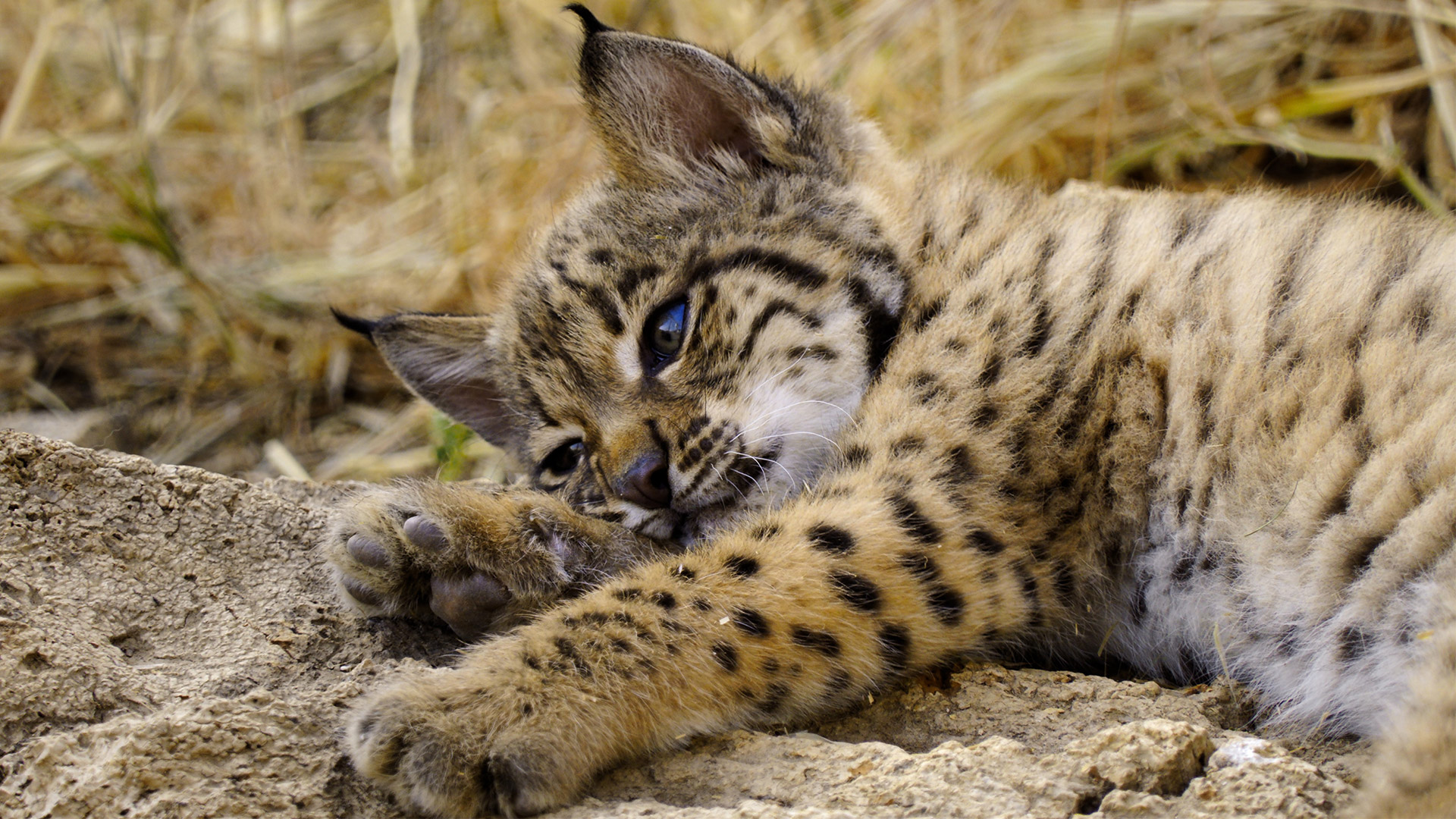 A baby cheetah lies on a rock in the Apple TV series Born To Be Wild