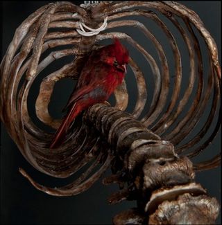 red cardinal in ribcage