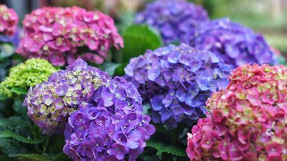 When to prune hydrangeas? Blue, purple and pink hydrangea plant.