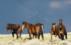 DDHRCK Mustang herd, stallions, in front of a stormy sky with lightning