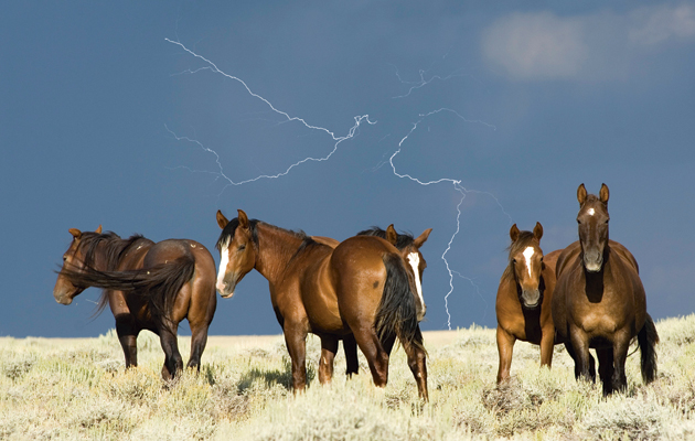 DDHRCK Mustang herd, stallions, in front of a stormy sky with lightning