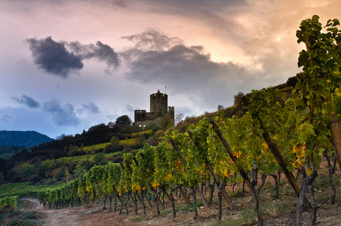 Schlossberg-vineyards-Kayserberg-Castel-Ian-Shaw-Alamy-Stock-Photo-D5RXD5.gif