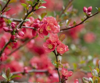 Flowering quince blossoms on a shrub