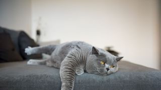 Cat lying on sofa