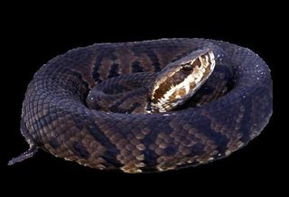 cottonmouth moccasin snake