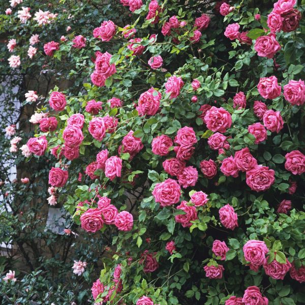 Zephirine Drouhin Climbing Rose - #3 Container