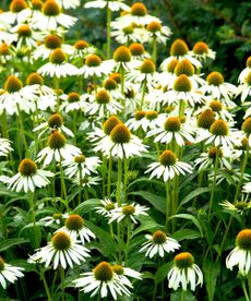 coneflower variety White Swan flowering in cottage garden