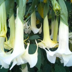 White Brugmansia (Angel's Trumpet) Flowers