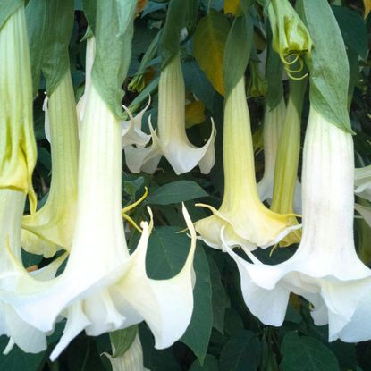 White Brugmansia (Angel's Trumpet) Flowers