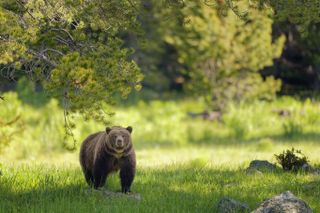 Photograph of a grizzly bear in Yellowstone National Park, taken by Charles Glatzer