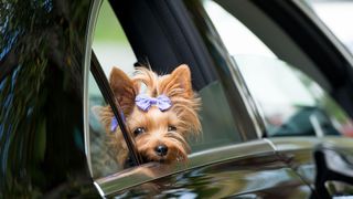 Yorkshire terrier dog travelling in a car