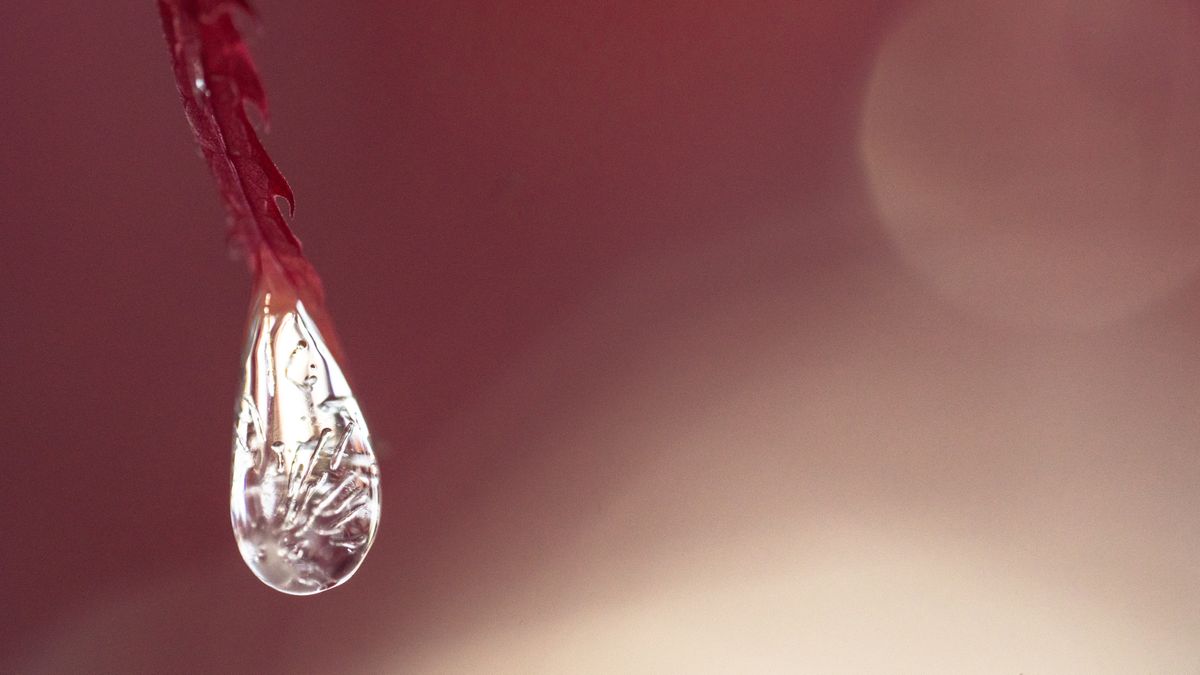 A macro photo of ice on fall leaves shot with the Sony FE 100mm f/2.8 Macro GM OSS
