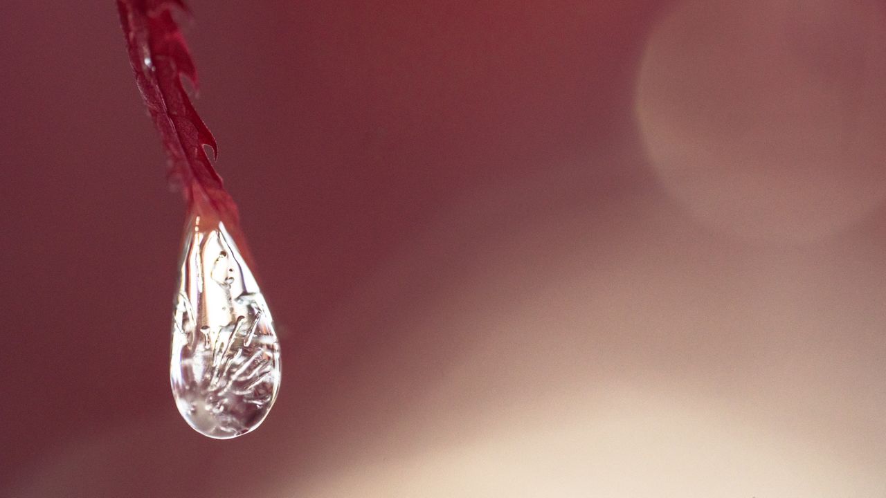A macro photo of ice on fall leaves shot with the Sony FE 100mm f/2.8 Macro GM OSS